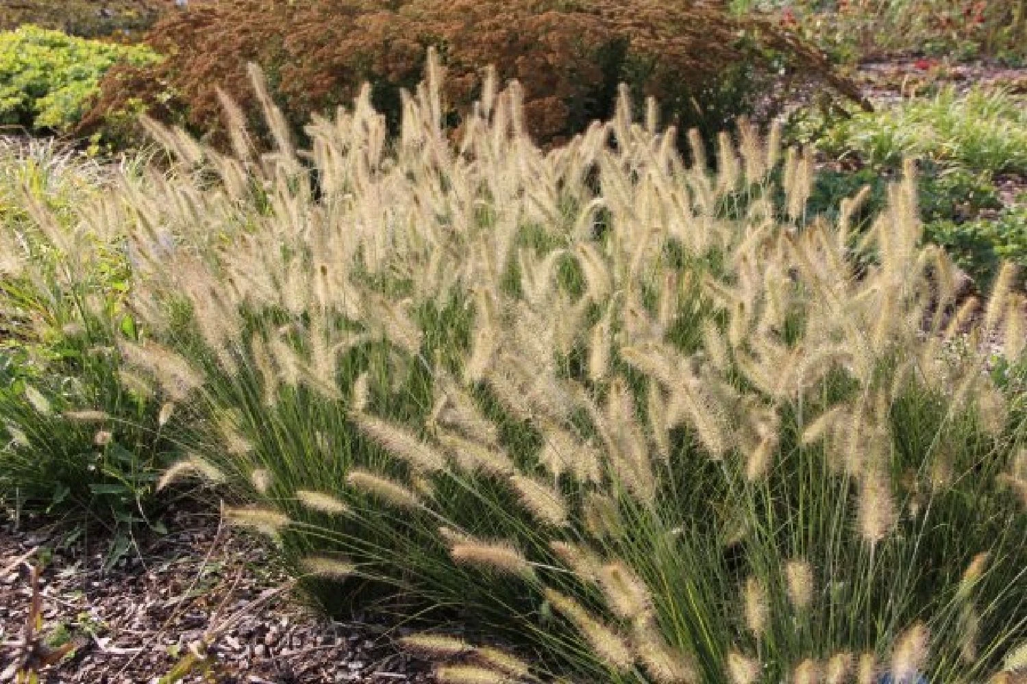 Kleines Sonnenbeet (Maximale Wirkung Auf Kleiner Fläche) 9 Kleines Sonnenbeet (Maximale Wirkung Auf Kleiner Fläche) – Bild 9