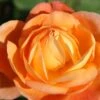 Rose 'Lady Emma Hamilton' (Englische Rose)