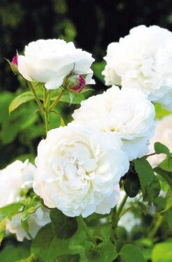 Rose 'Winchester Cathedral' (Englische Rose)