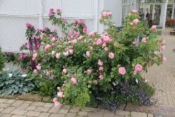 Rose 'Hans Gönewein Rose' (Beetrose) -Grün Raum Verkaufsgeschäft 2001984 Rose 20Hans 20Goenewein 20Rose Beetrose 2 570ec1d1 9a36 490d b67d bed34cccba07