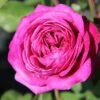 Rose 'Heidi Klum' (Zwergrose | Patiorose)