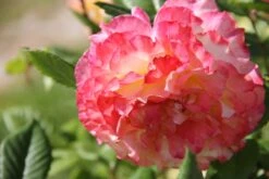 Rose 'Aquarell' (Beetrose) -Grün Raum Verkaufsgeschäft 2001989 Rose 20Aquarell Beetrose 1