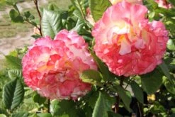 Rose 'Aquarell' (Beetrose) -Grün Raum Verkaufsgeschäft 2001989 Rose 20Aquarell Beetrose 2