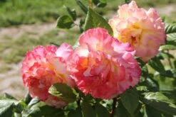 Rose 'Aquarell' (Beetrose) -Grün Raum Verkaufsgeschäft 2001989 Rose 20Aquarell 20 Beetrose 3