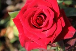 Rose 'Barkarole' (Edelrose)