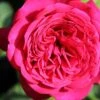 Rose 'Johann Wolfgang Von Goethe' (Edelrose)