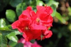 Rose 'Alpenglühen' (Bodendeckerrosen)