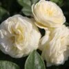 Rose 'Artemis' (Strauchrose)