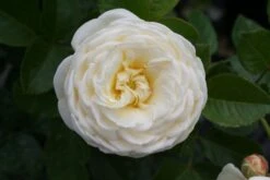 Rose 'Artemis' (Strauchrose) -Grün Raum Verkaufsgeschäft 2002002 Rose 20Artemis Strauchrose 3