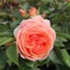 Rose 'Chippendale' (Strauchrose)