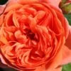 Rose 'Summer Song' (Englische Rose)