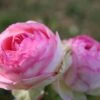 Rose 'Eden Rose' (Strauchrose)