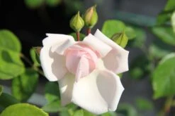 Rose 'New Dawn' (Kletterrose) -Grün Raum Verkaufsgeschäft 2002037 Rose 20New 20Dawn Kletterrose 2