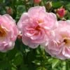 Rose 'Rosendorf Steinfurth' (Rambler)