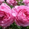 Rose 'Louise Odier' (Historische Rose)