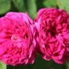 Rose 'Rose De Resht' (Historische Rose)