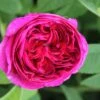 Rose 'Charles De Mills' (Historische Rose)