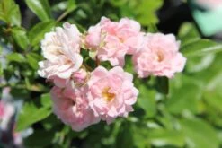 Rose 'The Fairy' (Bodendeckerrose)