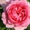 Rose 'Princess Alexandra Of Kent' (Englische Rose)