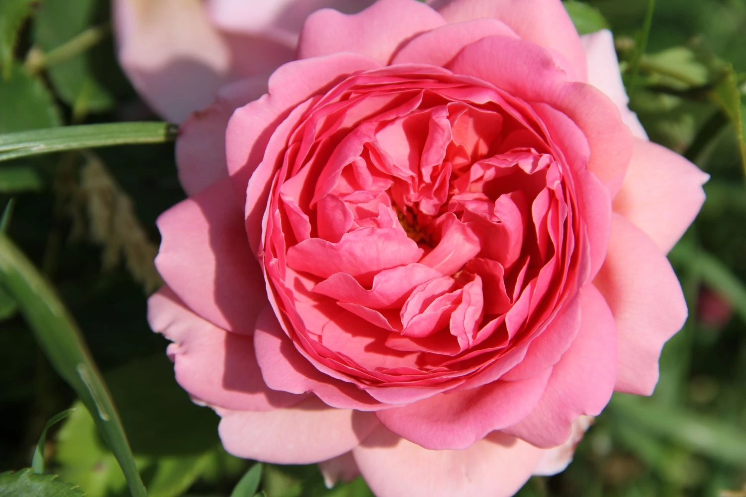 Rose 'Princess Alexandra Of Kent' (Englische Rose) 1 Rose 'Princess Alexandra Of Kent' (Englische Rose)