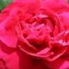 Rose 'Tess Of The D'Urbervilles' (Englische Rose)