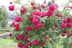 Grün Raum Verkaufsgeschäft -Grün Raum Verkaufsgeschäft 2002091 Rose 20Tess 20of 20the 20DUrbervilles Englische 20Rose 2