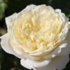 Rose 'Tranquility' (Englische Rose)