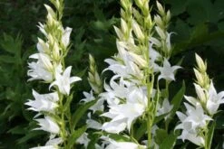 Crème Fraîche (Schönes Für Den Schatten) -Grün Raum Verkaufsgeschäft 2002104 Crme 20Frache Schoenes 20fuer 20den 20Schatten 10