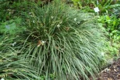 Crème Fraîche (Schönes Für Den Schatten) -Grün Raum Verkaufsgeschäft 2002104 Crme 20Frache Schoenes 20fuer 20den 20Schatten 11