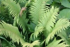 Crème Fraîche (Schönes Für Den Schatten) -Grün Raum Verkaufsgeschäft 2002104 Crme 20Frache Schoenes 20fuer 20den 20Schatten 17