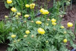 Crème Fraîche (Schönes Für Den Schatten) -Grün Raum Verkaufsgeschäft 2002104 Crme 20Frache Schoenes 20fuer 20den 20Schatten 20