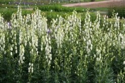 Crème Fraîche (Schönes Für Den Schatten) -Grün Raum Verkaufsgeschäft 2002104 Crme 20Frache Schoenes 20fuer 20den 20Schatten 4