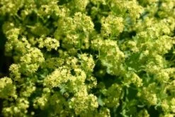 Crème Fraîche (Schönes Für Den Schatten) -Grün Raum Verkaufsgeschäft 2002104 Crme 20Frache Schoenes 20fuer 20den 20Schatten 5