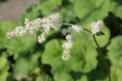 Crème Fraîche (Schönes Für Den Schatten) -Grün Raum Verkaufsgeschäft 2002104 Crme 20Frache Schoenes 20fuer 20den 20Schatten 9