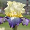 Iris Barbata-Elatior 'Bel Avenir' (Hohe Bartschwertlilie)
