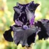 Iris Barbata-Elatior 'Obsidian' (Hohe Bartschwertlilie)