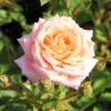 Rose 'Peach Clementine' (Zwergrose | Patiorose)