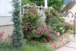 Rose 'Perennial Blue' (Rambler) -Grün Raum Verkaufsgeschäft 2002267 Rose 20Perennial 20Blue Rambler 3