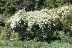 Rose 'Guirlande D'Amour' (Rambler) -Grün Raum Verkaufsgeschäft 2002272 Rose 20Guirlande 20dAmour Rambler 3