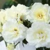 Rose 'Princess Of Wales' (Strauchrose)