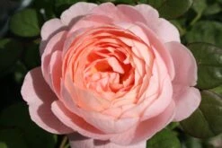Rose 'Queen Of Sweden' (Englische Rose)