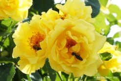 Rose 'Golden Gate' (Kletterrose)