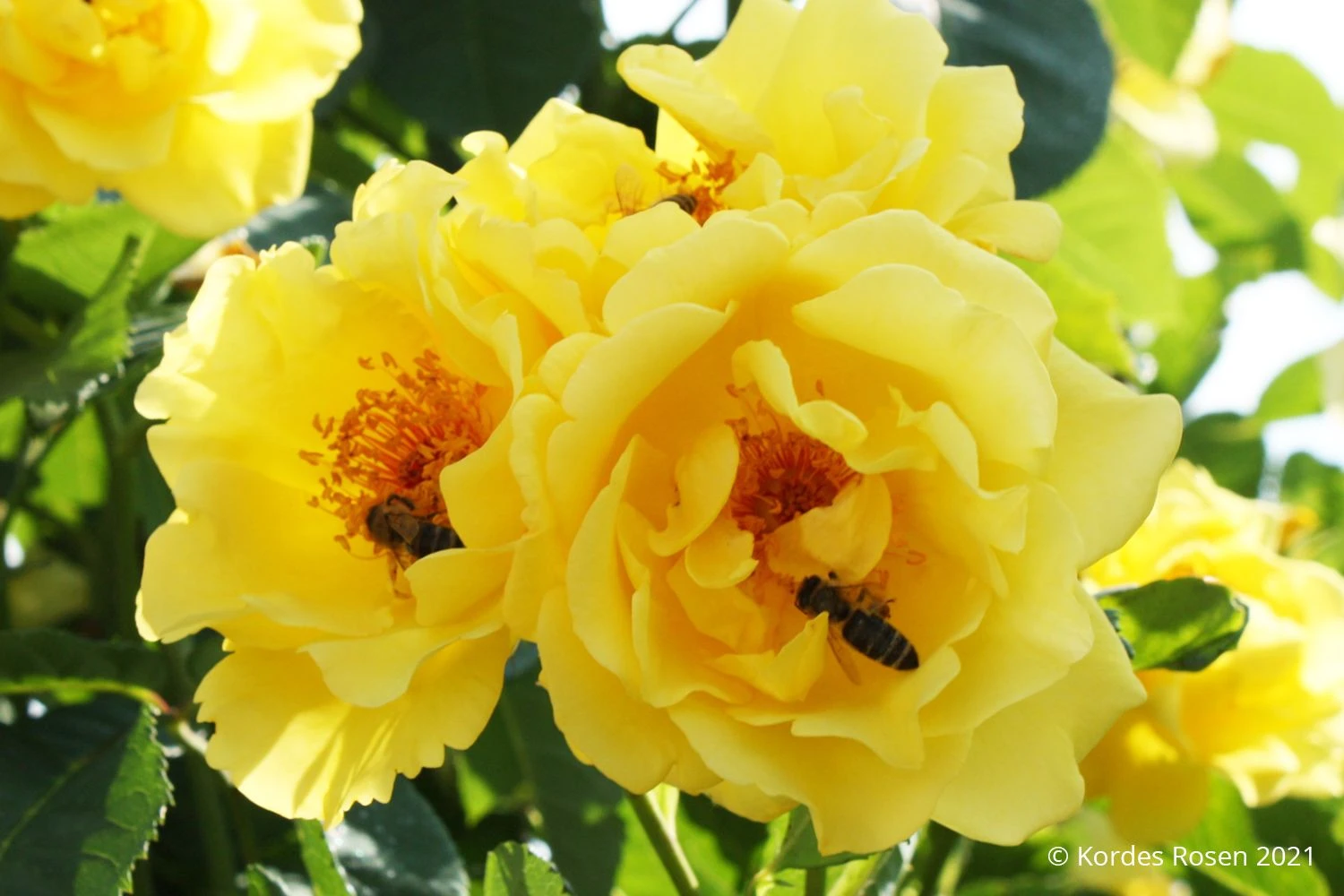 Rose 'Golden Gate' (Kletterrose) 1 Rose 'Golden Gate' (Kletterrose)