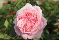 Rose 'Rosengräfin Marie Henriette' (Beetrose)