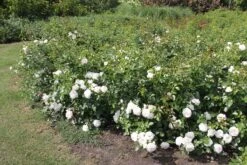 Rose 'Aspirin-Rose' (Beetrose) -Grün Raum Verkaufsgeschäft 2002415 Rose 20Aspirin Rose Beetrose 3