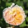 Rose 'The Lady Gardener' (Englische Rose)