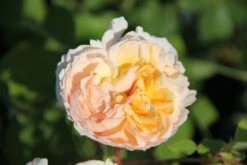 Rose 'The Lady Gardener' (Englische Rose)