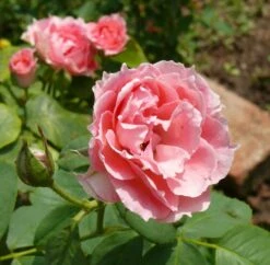 Rose Damascena 'Trigintipetala' (Historische Rose)