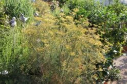 New German Style (Wundervolle Wildstaudenpracht) -Grün Raum Verkaufsgeschäft 2002441 New 20German 20Style Wundervolle 20Wildstaudenpracht 11