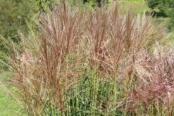 New German Style (Wundervolle Wildstaudenpracht) -Grün Raum Verkaufsgeschäft 2002441 New 20German 20Style Wundervolle 20Wildstaudenpracht 14